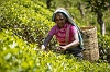 _19R4251 Pink Tea Picker